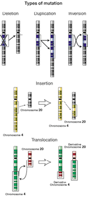 Deletions of large chromosomal